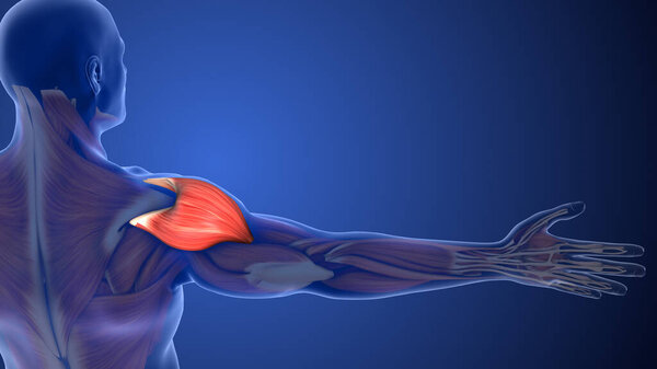 Штамм дельтовидной мышцы вызывает боль в плече