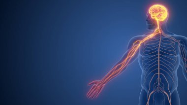 Somatik Sinir Sistemi tarafından yönetilen el işlevleri