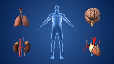 Vücut Organ Sistemleri Tıbbi İncelemesi Tamamlandı