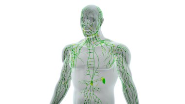 Immune System Pathways of Lymphatic Flow clipart