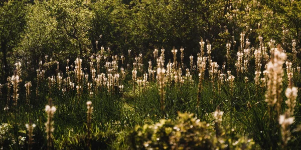 Paisaje Verde Con Flores Silvestres Montaña Iluminadas Por Luz Dorada — Foto de Stock