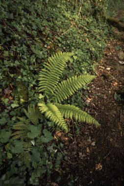Yeşil eğreltiotu Bask ülkesindeki bir ormanın yanında.