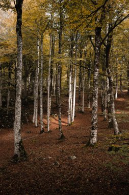 Trees inside a forest in autumn with a floor of brown leaves and colors illuminated by light. clipart