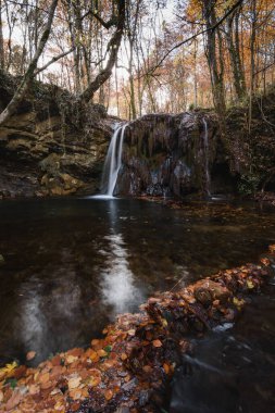 Kahverengi Güz Yapraklarının Yakın Çekimi Bask Ülkesi Ormanında