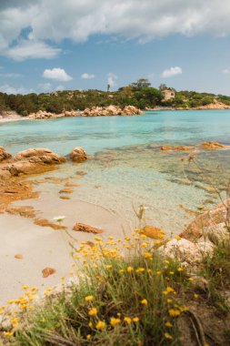 Sardunya, İtalya 'da turkuvaz suyu ile güzel bir plajın kıyısında açan sarı çiçekler.