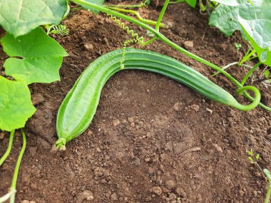 Sırt kabağı hasat için hazır.