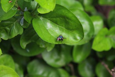 Yeşil yaprağın üzerinde bir sineksineği