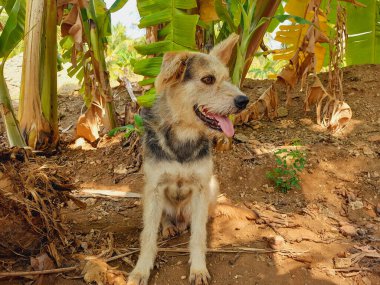 Mutlu köpek dışarıda ormanda fotoğrafı