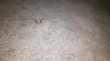 Bir Russel yılanı gece vakti beton yolda ilerliyor..