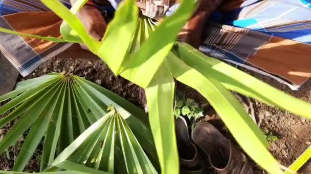 Close Cropped View Man Weaving Traditional Bowl Made Fan Palm — Stock Video