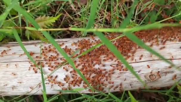 Termitas Trabajadores Termitas Pequeñas Las Termitas Rojas Mueven Sobre Madera — Vídeos de Stock