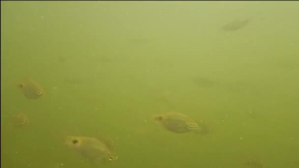 Ψάρια Που Κολυμπούν Στο Ποτάμι Υποβρύχια Ψάρια Που Κολυμπάνε Υποβρύχια — Αρχείο Βίντεο