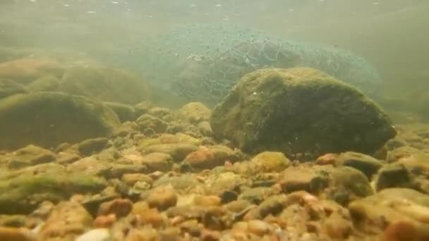 淡水鱼在池塘里 被渔网捕获的鱼 水下捕鱼录像 — 图库视频影像