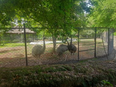 Vandalur Hayvanat Bahçesi 'nde kafes duvarının yanında bir devekuşu gagalıyor..