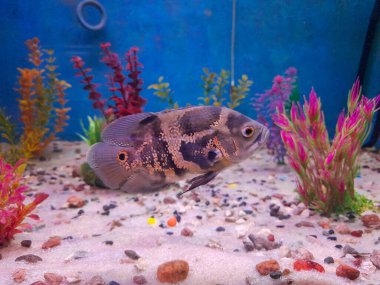 Tropik bir akvaryumun içinde güzel bir kaplan derisi dikenli balık.