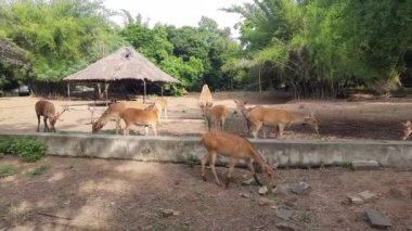 Bir grup geyik ot yiyor..