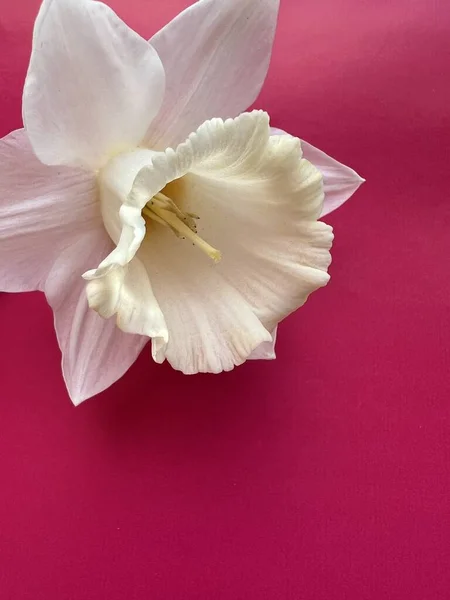 Pembe arka planda beyaz taç yaprakları olan güzel çiçekler