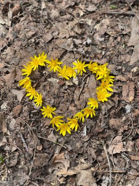 Arazide yabani çiçeklerin sarı kalbi