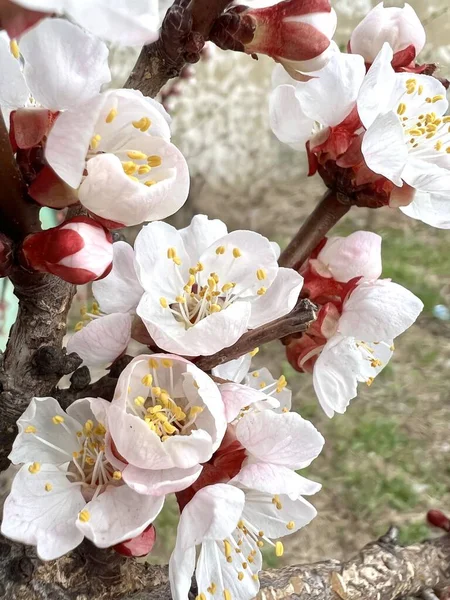 Güzel bahar çiçekleri, yakın çekim.