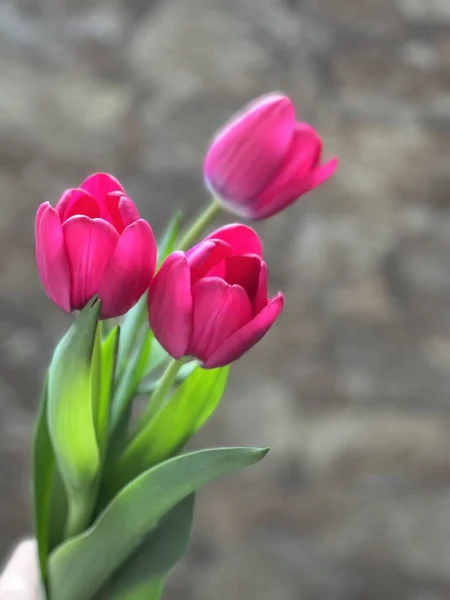 Bahçedeki pembe lale, tebrik kartı.
