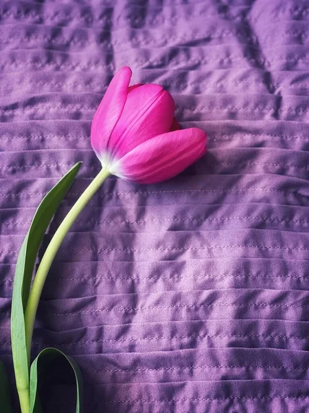 Pembe lale mor arka planda, arka planda, doku, kart, selamlama 