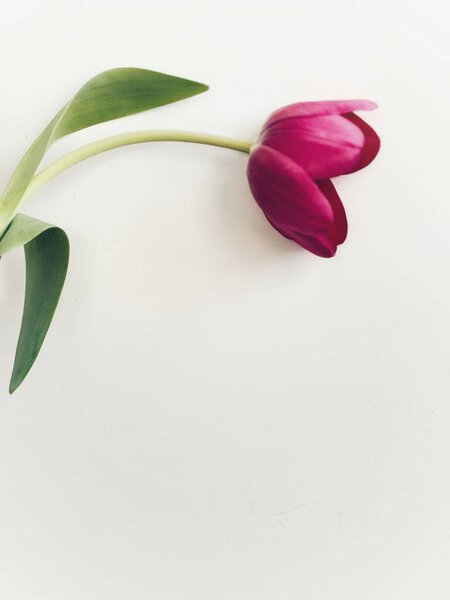 Pink tulip on who background, background, texture, card, greeting