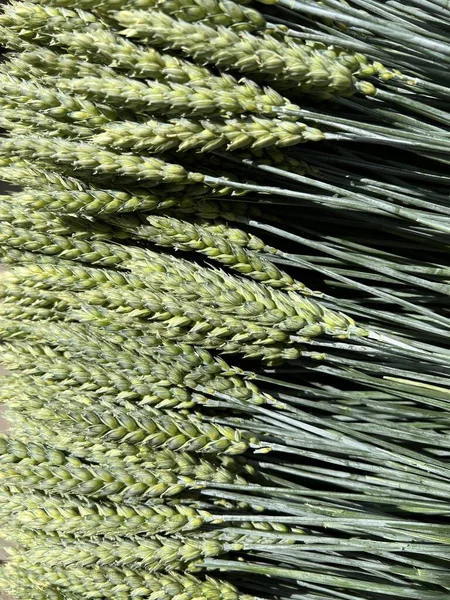 Pšeničné Uši Pozadí Pole Zelená Pšenice Pšeničné Klasy Pšeničné Klasy — Stock fotografie