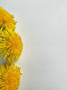 Beyaz arka planda sarı karahindiba buketi