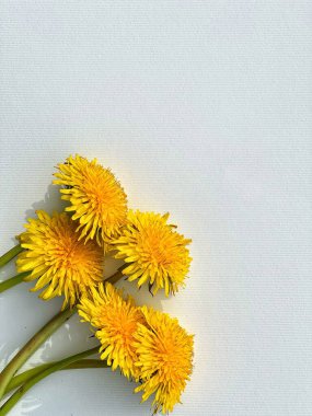 güzel sarı dandelions hafif bir arka plan üzerinde.