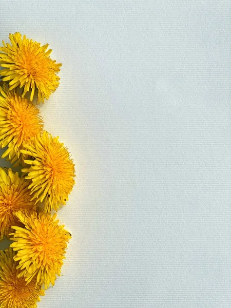 Beyaz arka planda karahindiba çiçekleri, yaz konsepti