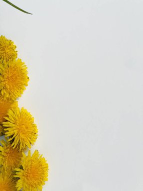 Beyaz arkaplanda sarı karahindiba, metin için arkaplan 