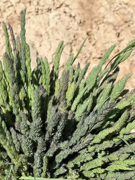 Bahçedeki bir bitkinin yeşil yaprakları, yeşil çimen dokusu, bir buket çimen, yeşil çimen 