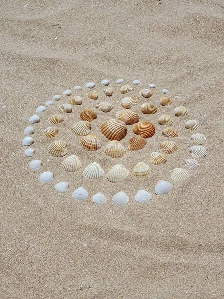 Kumsaldaki deniz kabukları, yaz titreşimleri 