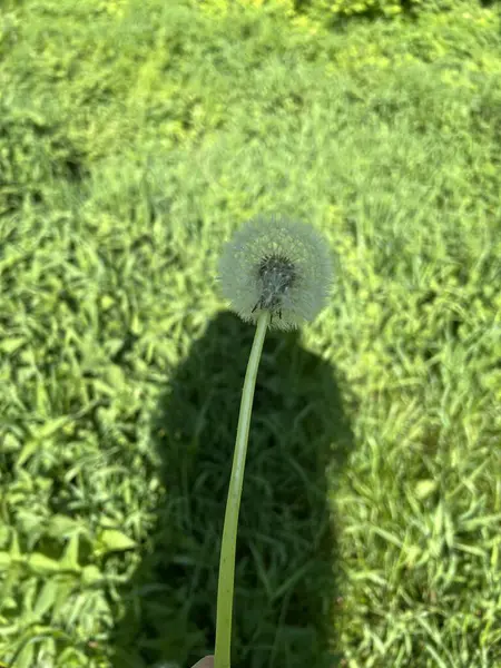 Güzel botanik fotoğrafı, doğal duvar kağıdı.