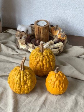 Beyaz arka planda sonbahar balkabakları ve çiçekler