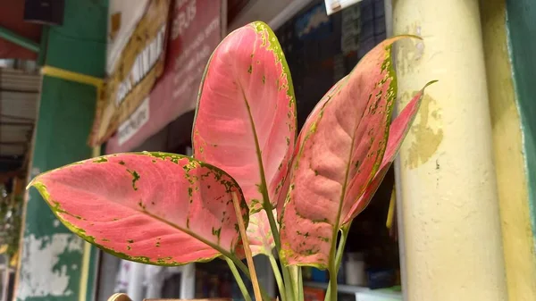 Aglaonema süs bitkisini bir ev çitinde izole ettim.