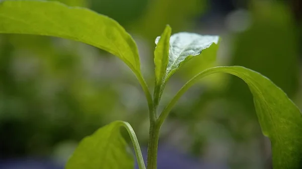 stock image Macro photo of chili shoots