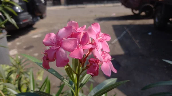 Japon çiçekleri ya da pembe renkli zakkum.