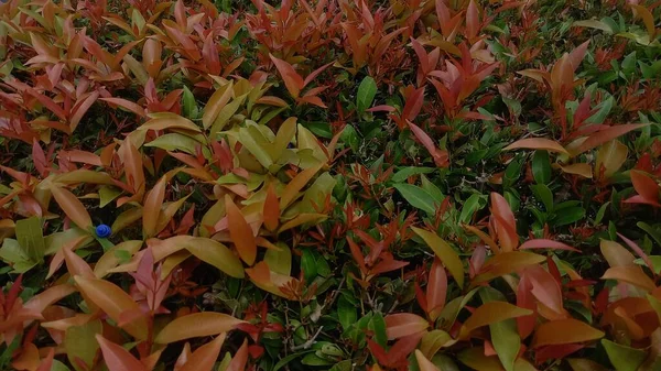 Sonbahar yaprakları, sonbahar bitkileri