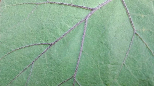 Eine Nahaufnahme Eines Blattes Mit Einem Käfer Darauf — Stockfoto