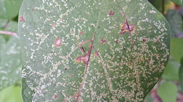 Leaf Brown Spots Shown — Stock Photo, Image