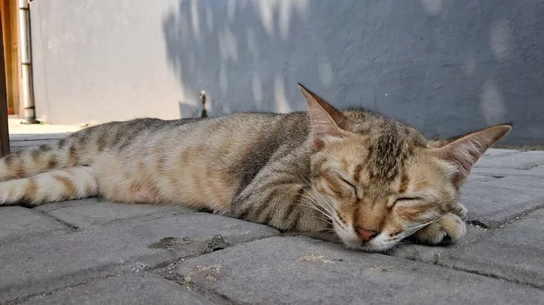 Cat Sleeping Street — Stock Photo, Image