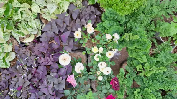 Bahçedeki süs bitkileri.