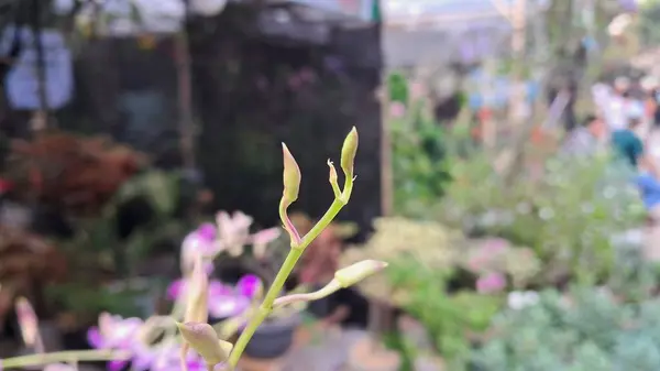 Genç yapraklar guava bitkilerinde filizlenir