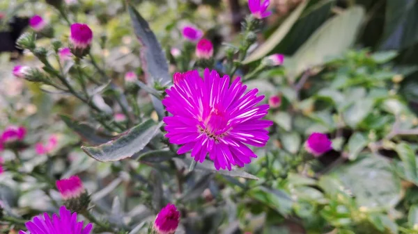 Yapraklı güzel çiçekler