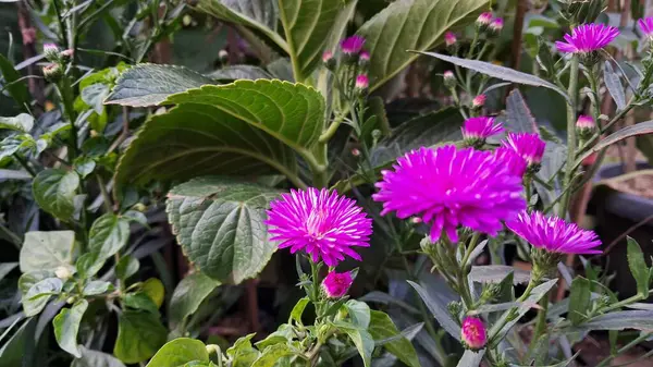 Yapraklı güzel çiçekler