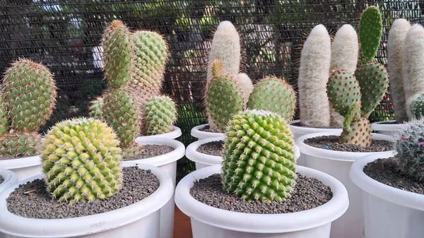 Kalın dikenli kaktüs süsleme bitkisi