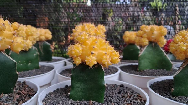 Güzel sarı renkli mini jimnastik kaktüsü.