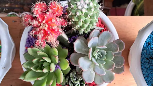 Bir tencerede çeşitli kaktüs bitkileri var.