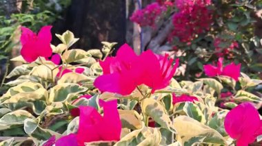 Bahçedeki güzel çiçekler